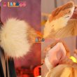 画像9: ゼンレスゾーンゼロ ゼンゼロ ZZZ  アリス・タイムフィールド Alice Tymefield コスチューム コスプレ衣装/ウィッグ (9)